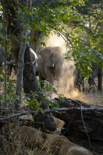 Zimbabwe Olifanten Zand Bomen Natuur