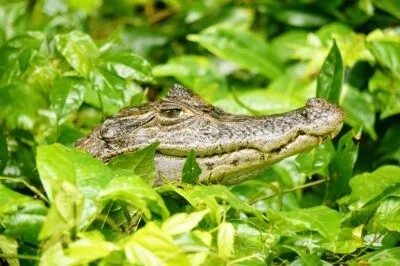 Kaaiman in Costa Rica