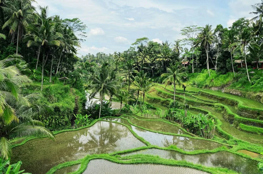 Indonesië ubud rijstvelden vol met water