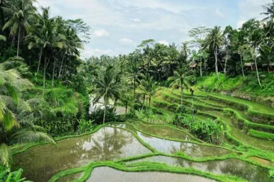 Indonesië ubud rijstvelden vol met water