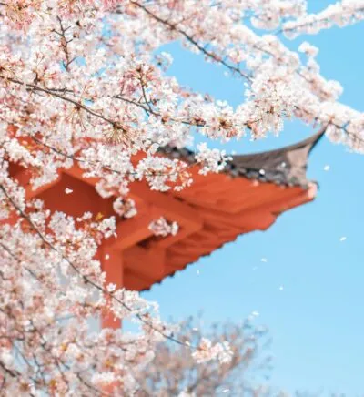Kersenbloesem met Japanse tempel