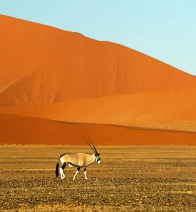 Gazelle langs de rode duinen in Namibië