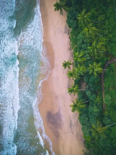 Palmbomen op strand in Sri Lanka