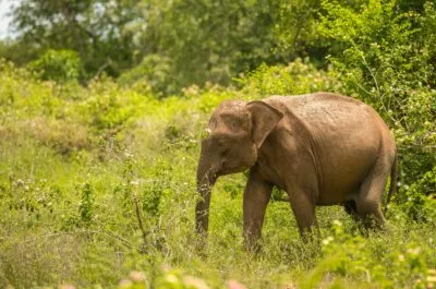 Sri Lanka Udawalawe National Park Olifant Lopend Door De Bossen