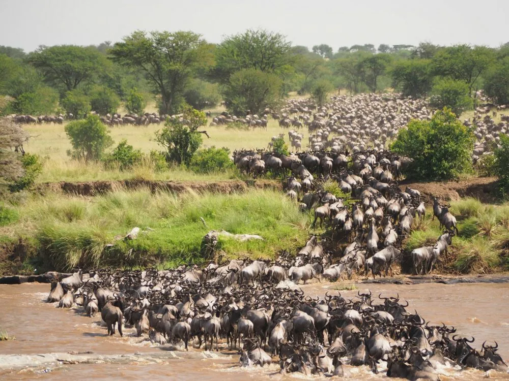 Grote Migratie in Tanzania