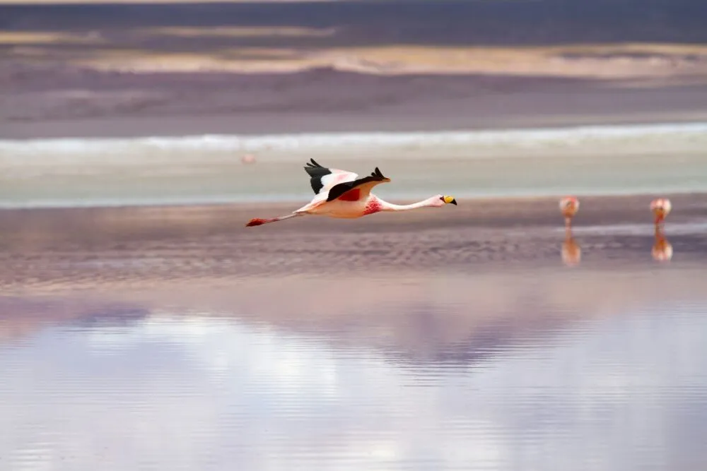 Vliegende flamingo boven Lake Manyara, Tanzania