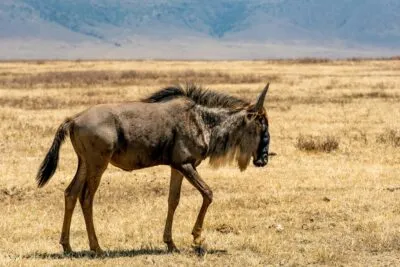 Gnoe in de Ngorongoro krater in Tanzania