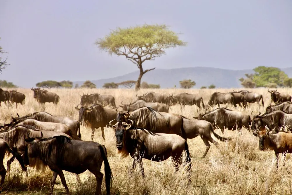 Kudde gnoes in de savanne van Serengeti