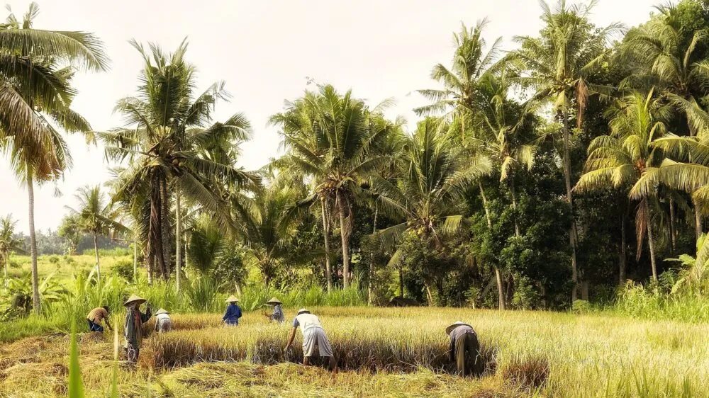 Rijstveld op Bali, Indonesië