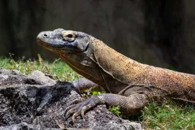 Komodovaraan op Komodo, Indonesië