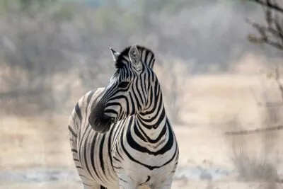 Zebra in Etosha NP, Namibië
