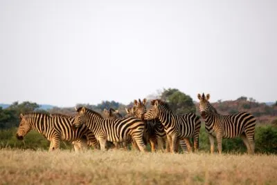 Zebra's op de savanne in Botswana