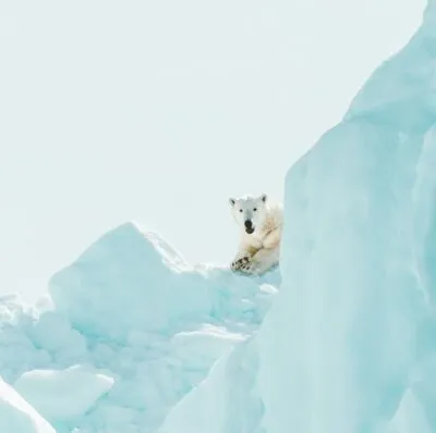 IJsbeer achter ijsrotsen in Spitsbergen