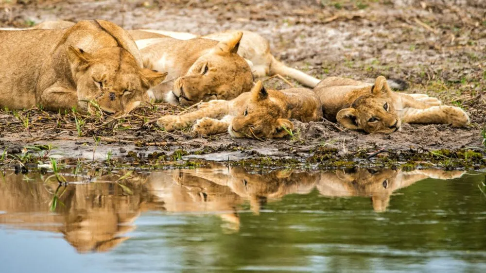 Leeuwen aan het slapen in Botswana