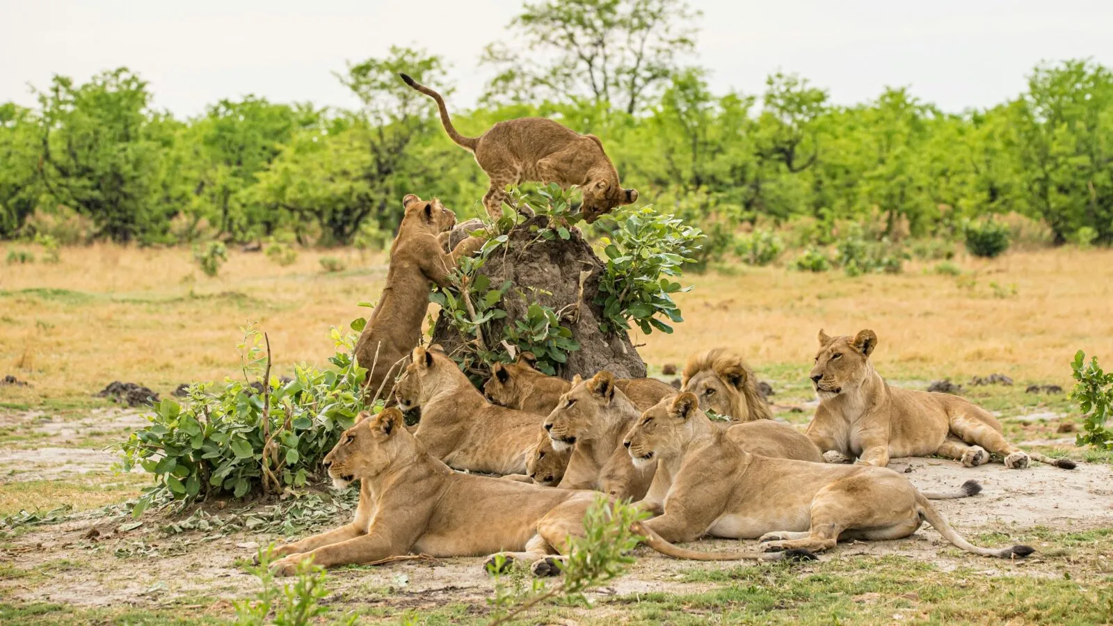 Groep leeuwen bij een boom in Botswana