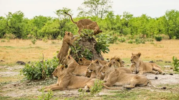 Groep leeuwen bij een boom in Botswana
