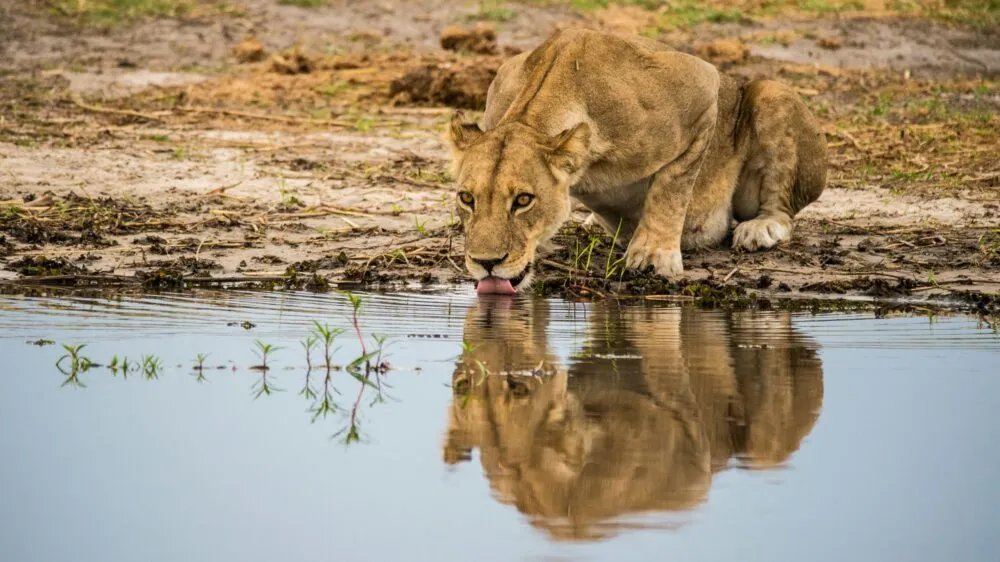 Leeuwin in Botswana