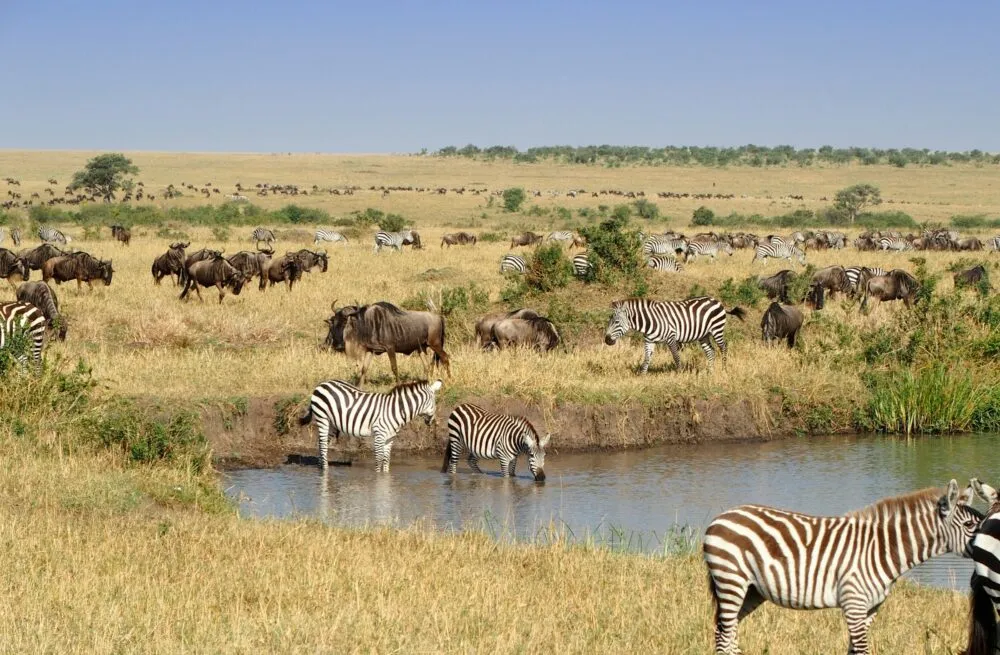 botswana-moremi-zebra-buffel-water