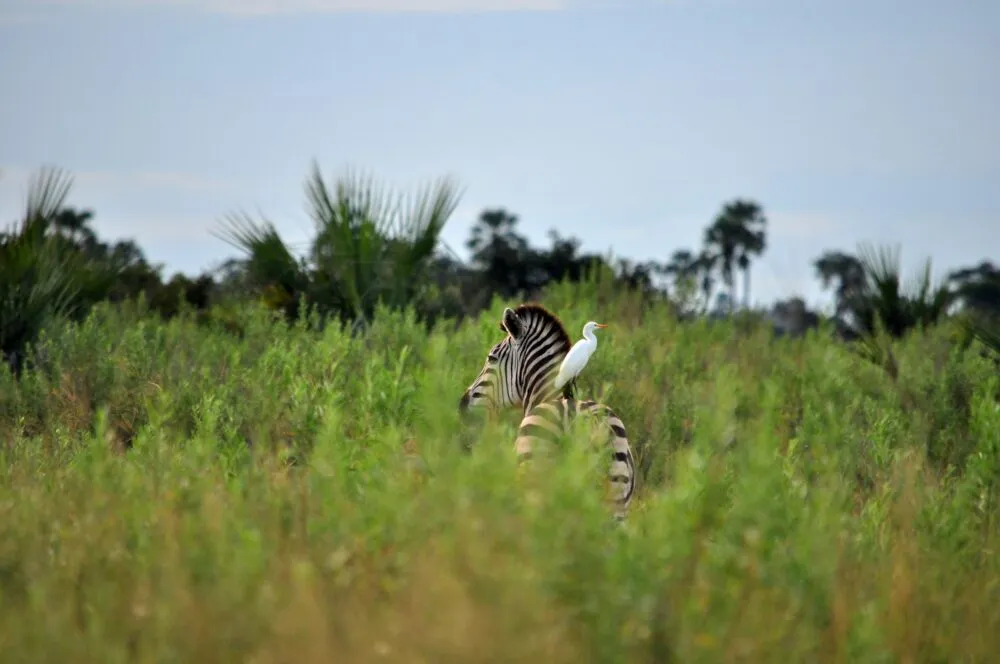 Zebra in Moremi, Botswana