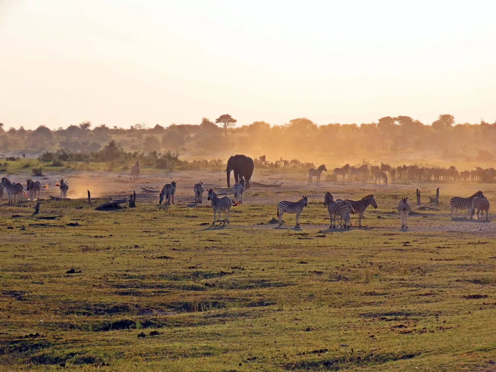 Olifant in Botswana