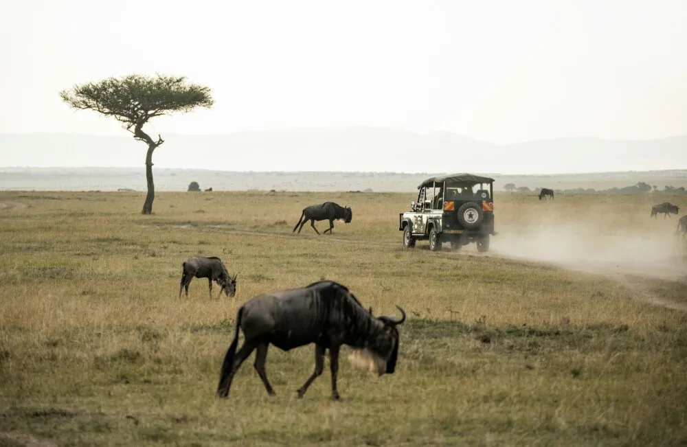 Botswana safari jeep savanne wildlife
