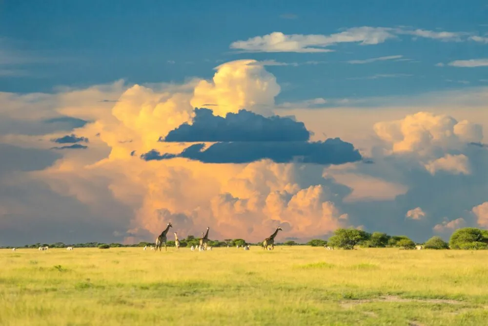 Savanne in Botswana