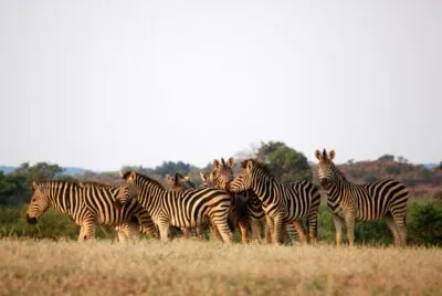 Botswana meerdere zebra's
