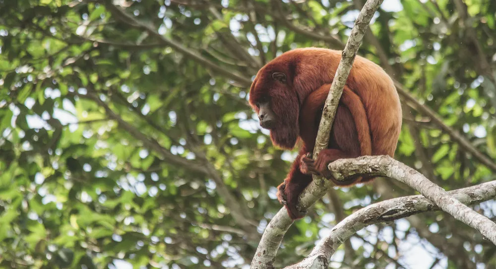 Colombia cano cristales app la macarena