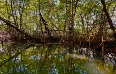 Colombia mangrove water bomen