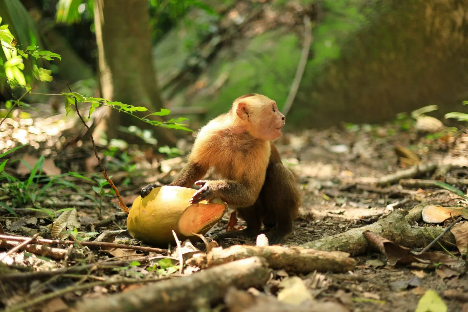 Colombia Tayrona wildlife aap