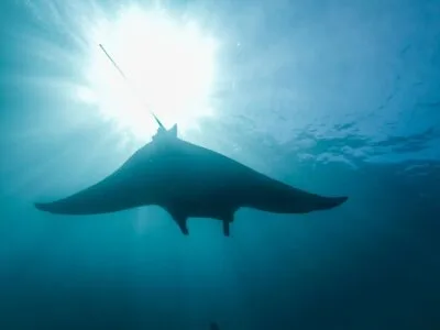 Manta bij Komodo-eilanden, Indonesië