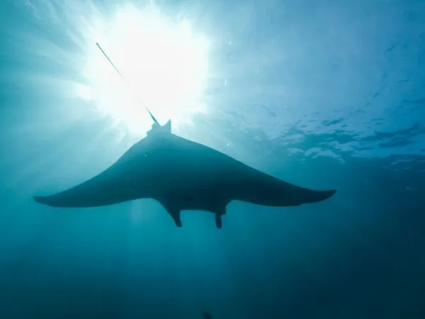 Manta bij Komodo-eilanden, Indonesië