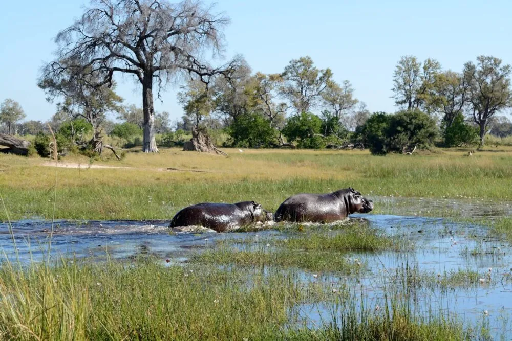 Nijlpaarden in de Okavangodelta in Botswana