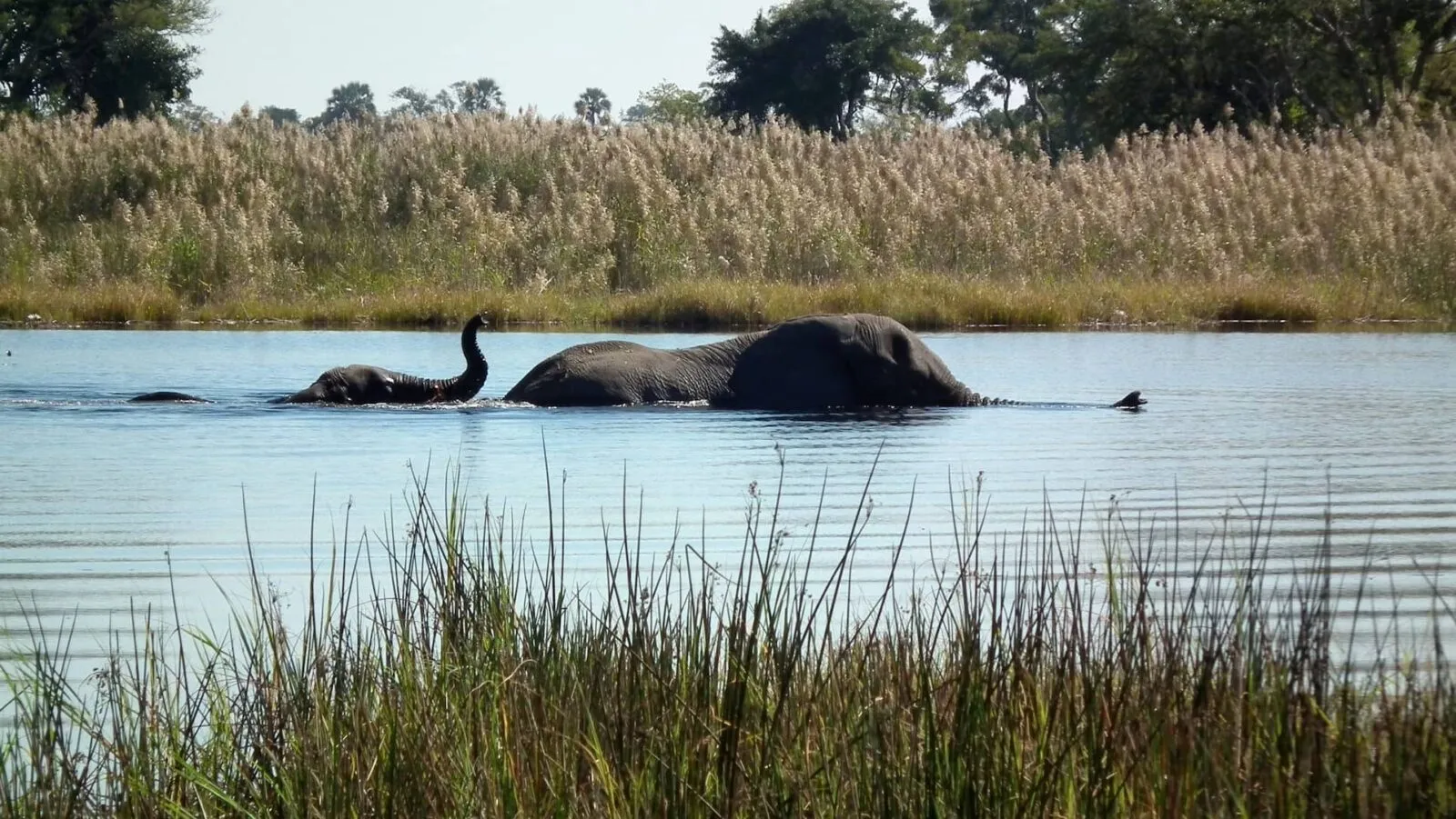 olifanten in het water in Botswana