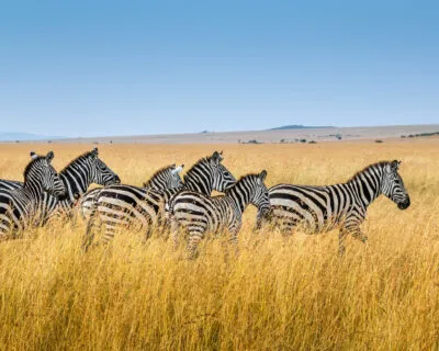 zebras in de steppe