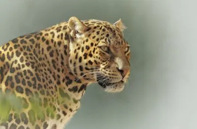 Jachtluipaard in Kruger Park, Zuid-Afrika