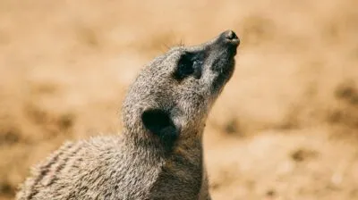 Stokstaartje in Botswana
