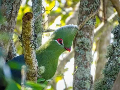 Knysna Lourie Tsitsikamma