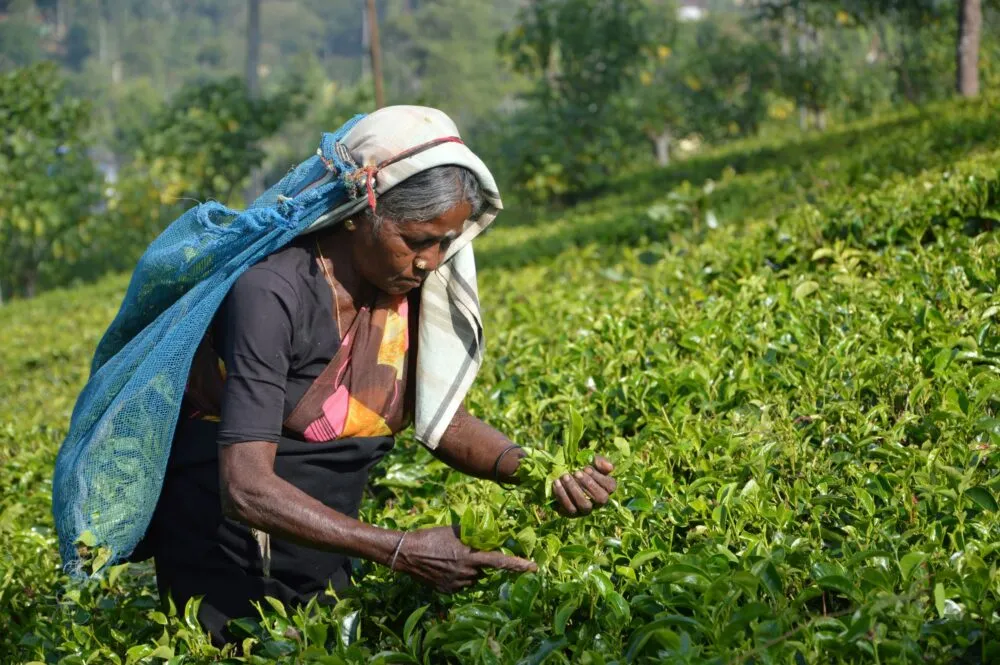 Vrouw werkend in veld in Sri Lanka