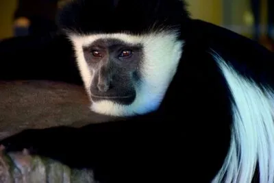 Colobus in Zanzibar, Tanzania