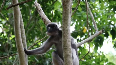 Kaeng Krachan in Thailand