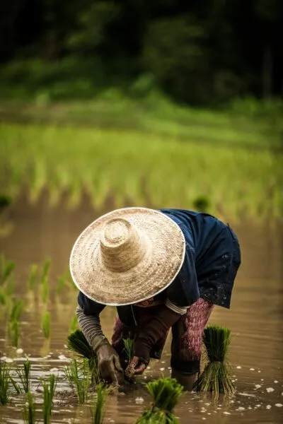 Vrouw in rijstveld in Thailand