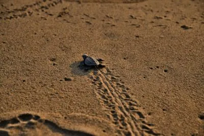 Schildpad in Tortuguero National Park, Costa Rica