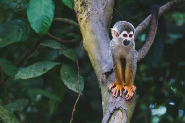 Aap op tak in Colombia