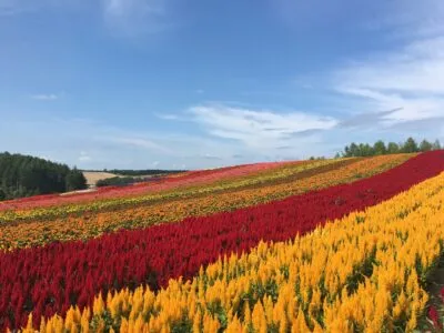 Bloemenvelden in Hokkaido, Japan