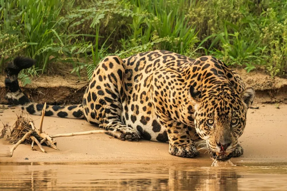Jaguar in Corcovado Park