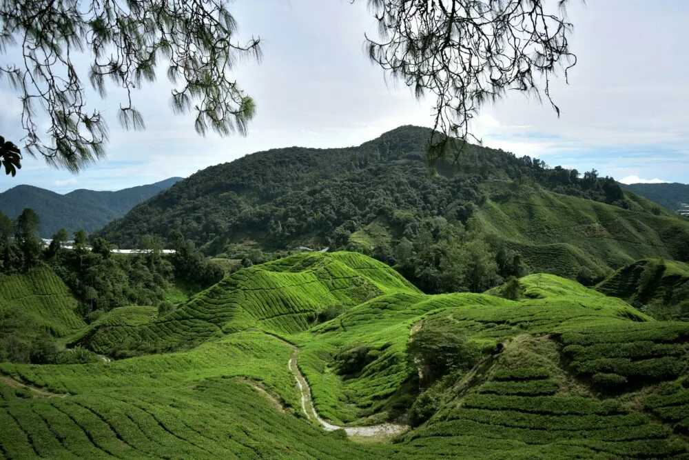 Theeplantage in Cameron Highlands, Maleisië.
