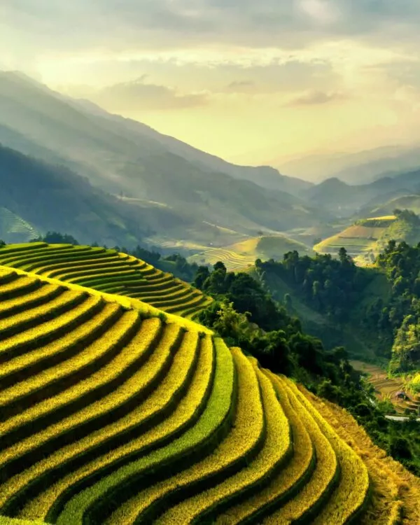Rijstterrassen op de heuvels van Sapa in Vietnam