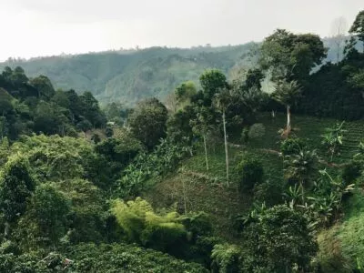 Koffie in Colombia