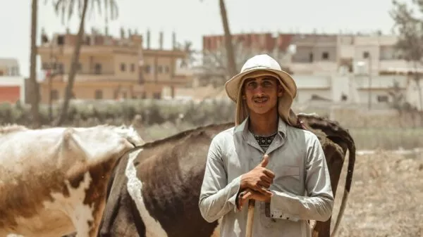 Man met koeien in Caïro